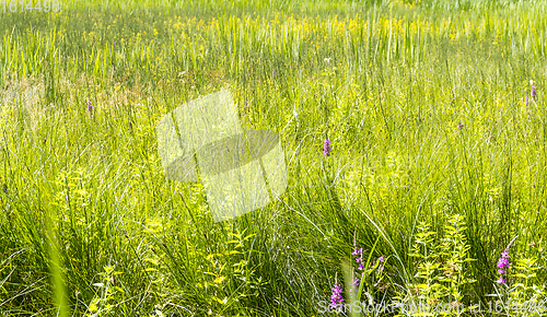 Image of wetland vegetation detail