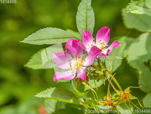 Image of wild rose flower