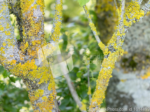 Image of twigs and lichen