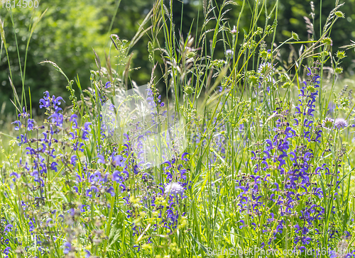 Image of meadow clary flowers