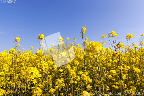Image of yellow rape flowers