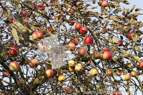 Image of red apples on the branches