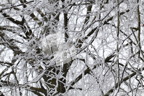 Image of branches of deciduous trees