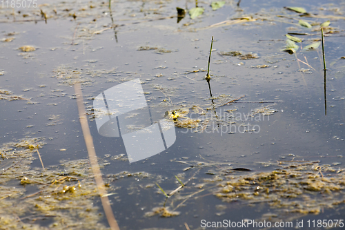 Image of green frog floating in the water