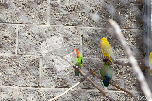 Image of multi-colored parrots