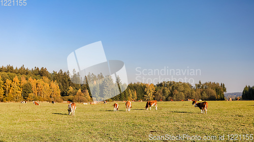 Image of Herd of cows at summer green field