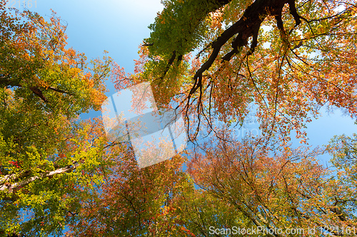 Image of autumn colored tree top in fall season