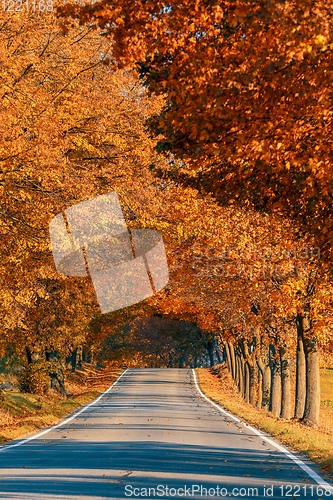 Image of beautiful trees on alley in autumn