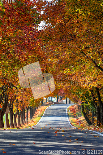 Image of beautiful trees on alley in autumn