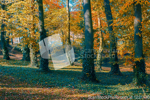 Image of autumn in park in fall season