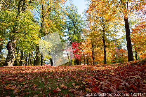Image of autumn in park in fall season