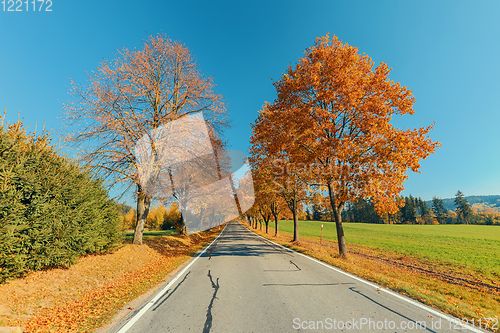 Image of beautiful trees on alley in autumn