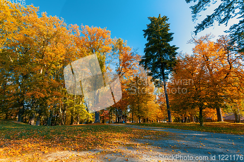 Image of autumn in park in fall season