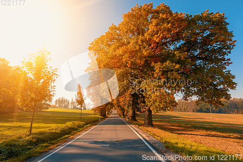 Image of beautiful trees on alley in autumn