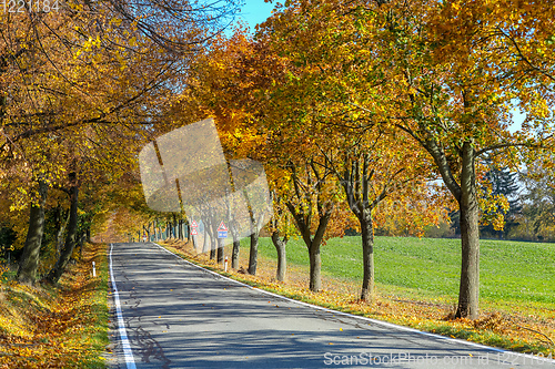 Image of beautiful trees on alley in autumn