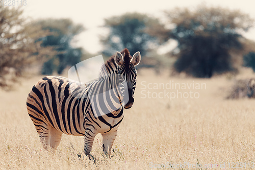 Image of Zebra in bush, Namibia Africa wildlife