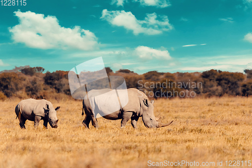 Image of baby of white rhinoceros Botswana, Africa