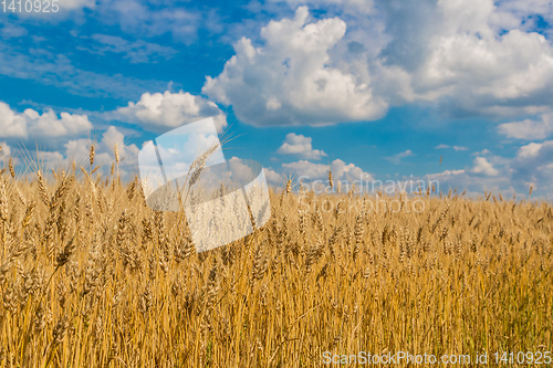 Image of A wheat field, fresh crop of wheat