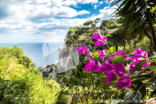 Image of Capri island in  Italy