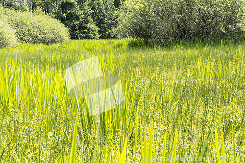 Image of sunny wetland scenery