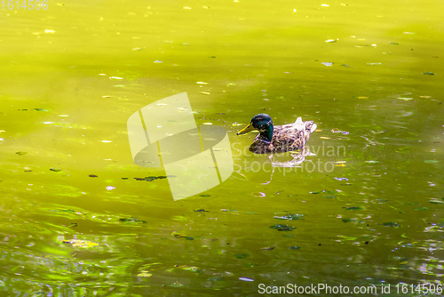 Image of Wild duck swimming in a pond