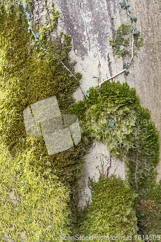Image of green moss detail