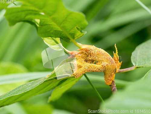 Image of orange plant gall