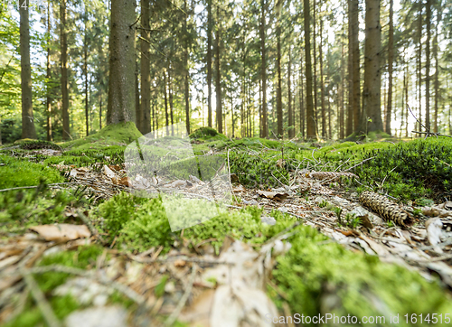 Image of sunny forest scenery