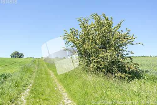 Image of idyllic rural scenery