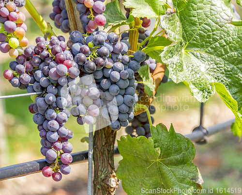 Image of blue grapes closeup