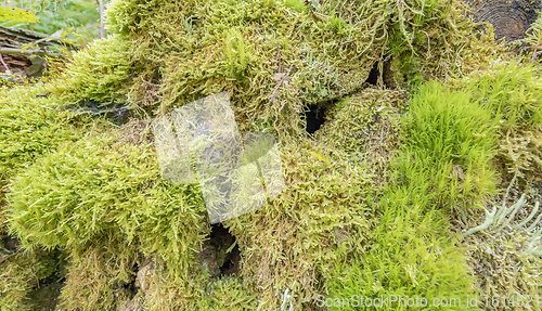 Image of ground cover vegetation