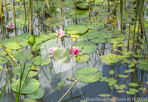 Image of water lilies in a pond