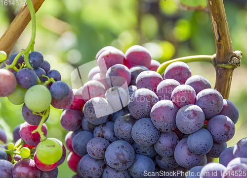 Image of blue grapes closeup