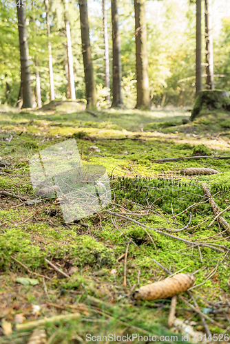 Image of sunny forest scenery