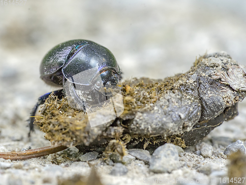 Image of dung beetle closeup