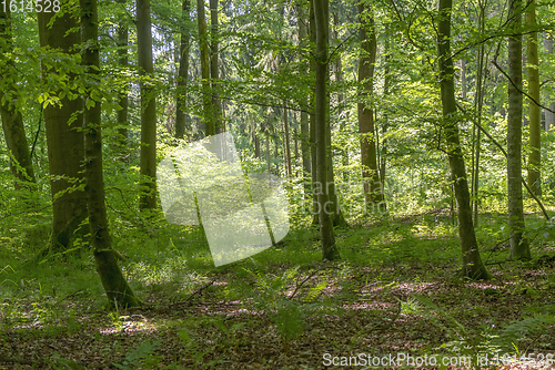 Image of idyllic forest scenery