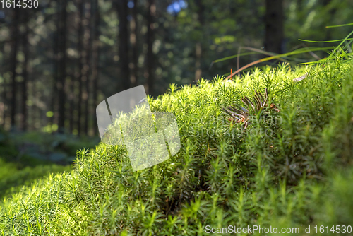 Image of sunny forest scenery