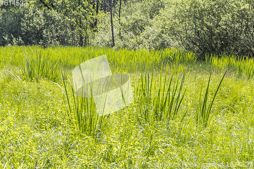 Image of sunny wetland scenery