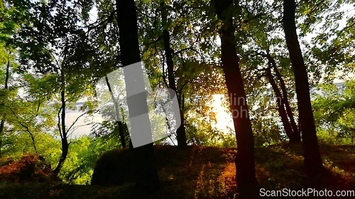 Image of Beautiful summer morning in the forest. Sun rays break through the foliage of magnificent green tree. Magical summer forest