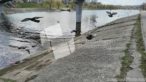 Image of Pigeons in a city. Wide angle view.