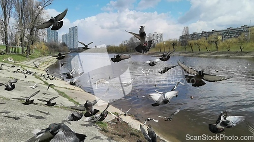 Image of Pigeons in a city. Wide angle view.