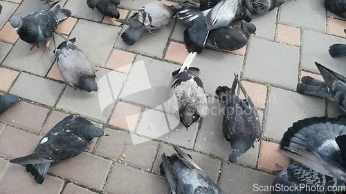 Image of Pigeons in a city. Wide angle view.