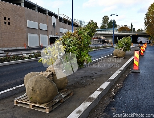 Image of trees ready for planting on the street