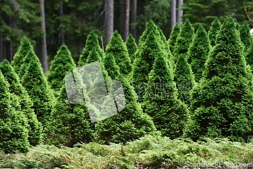 Image of conical fir trees in the arboretum 