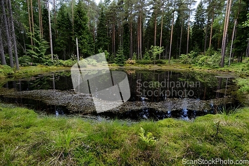 Image of small lake in the arboretum in Finland