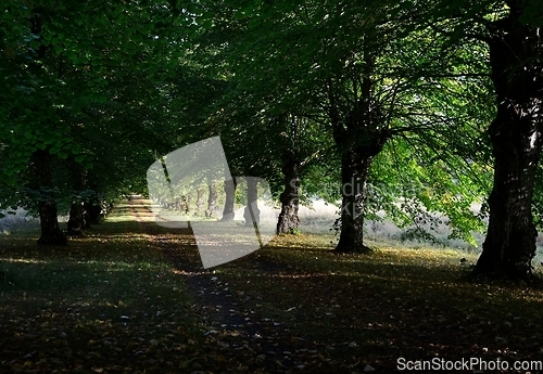 Image of alley in the shade of trees