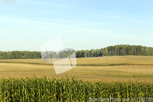 Image of green corn