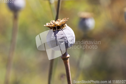 Image of dark poppy flower