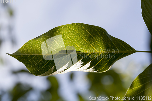 Image of green fresh foliage of a walnut