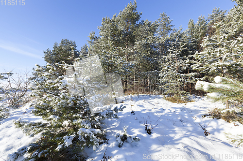 Image of Pine forest in winter